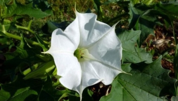 04 SOLANACEAE