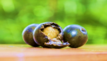 05 LOGANIACEAE